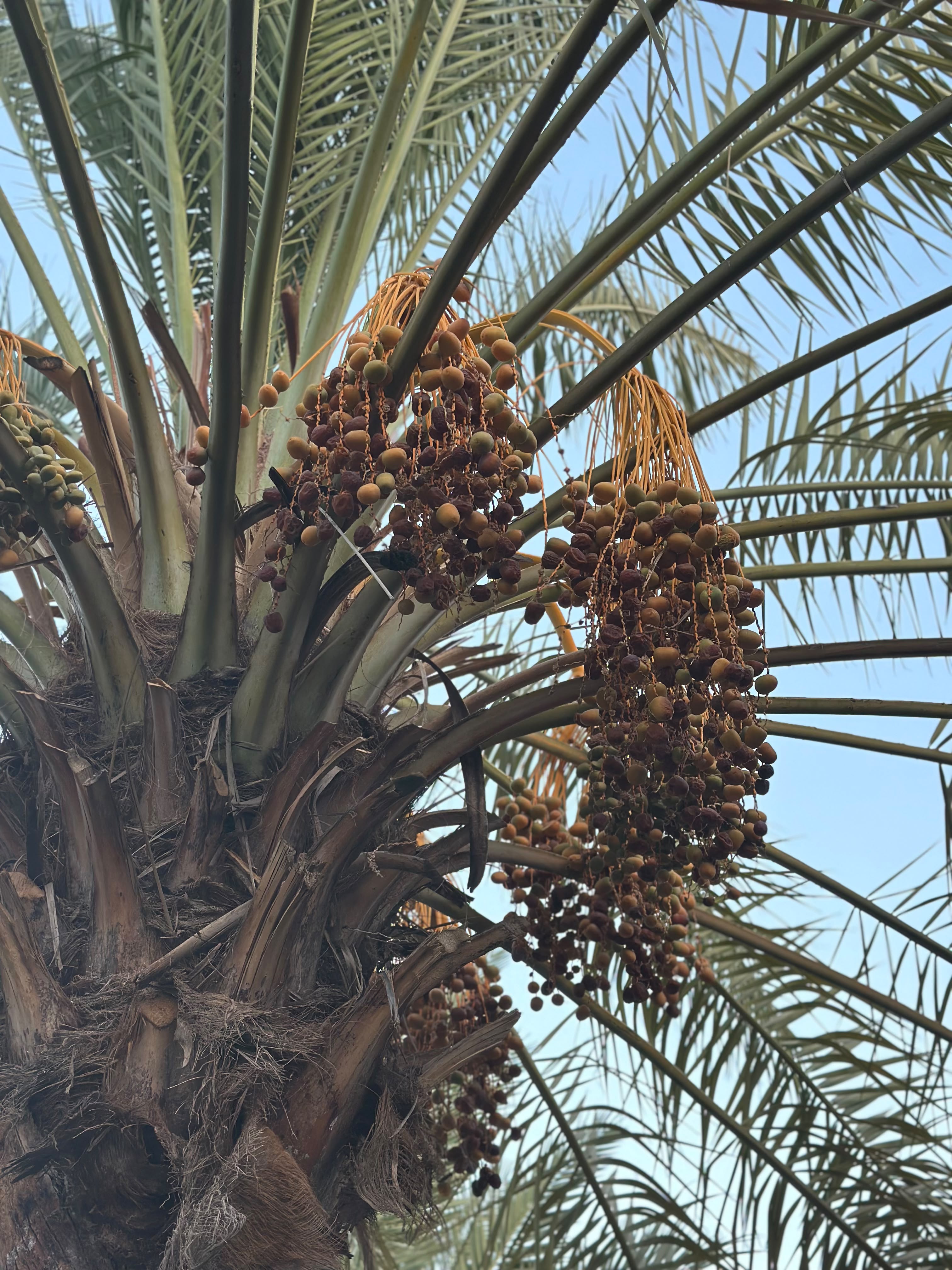 Date sorting and quality grading at processing facility