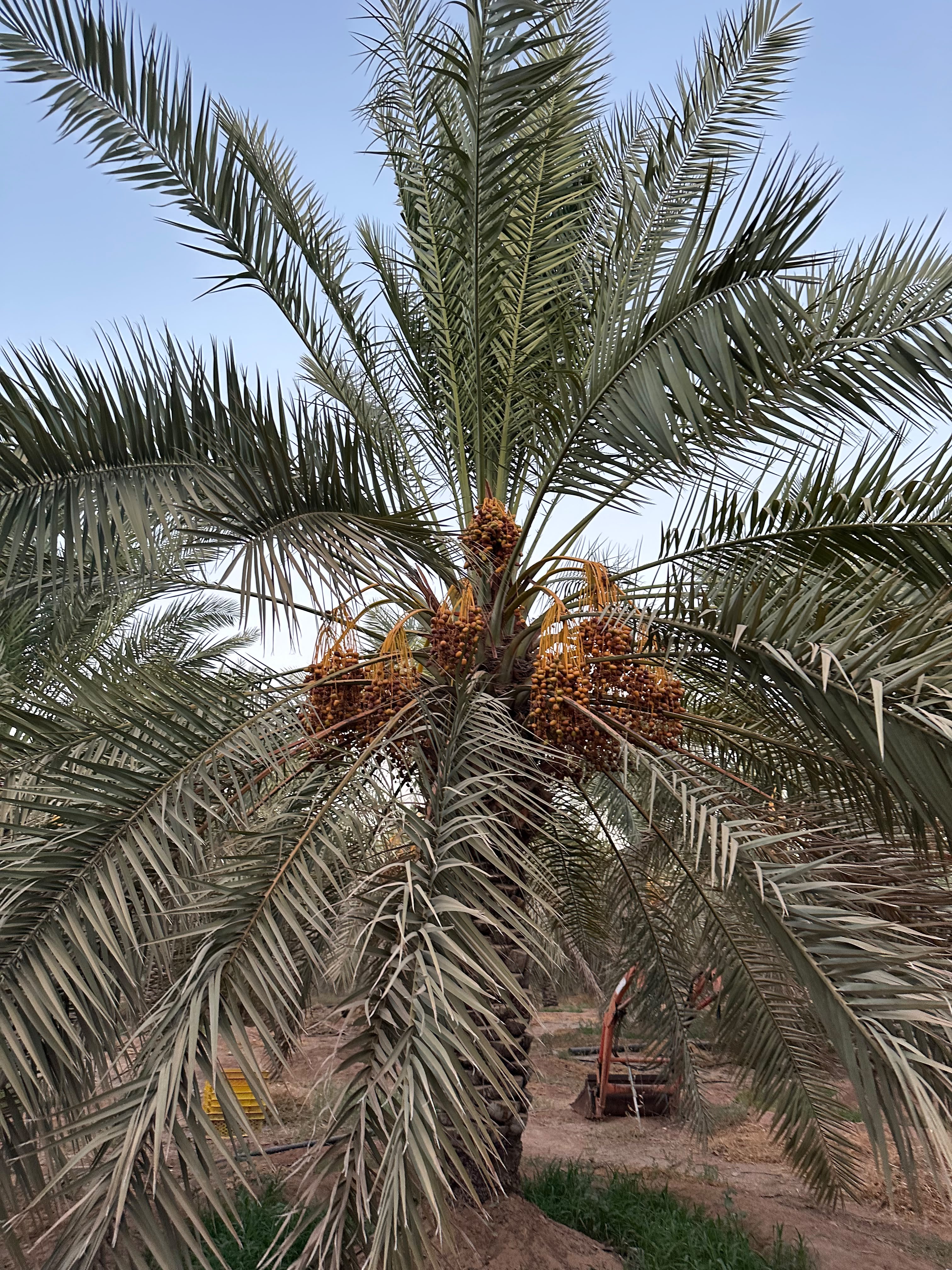 Safawi black dates freshly sorted and ready for wholesale